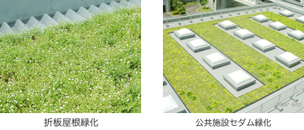 折板屋根緑化・公共施設セダム緑化